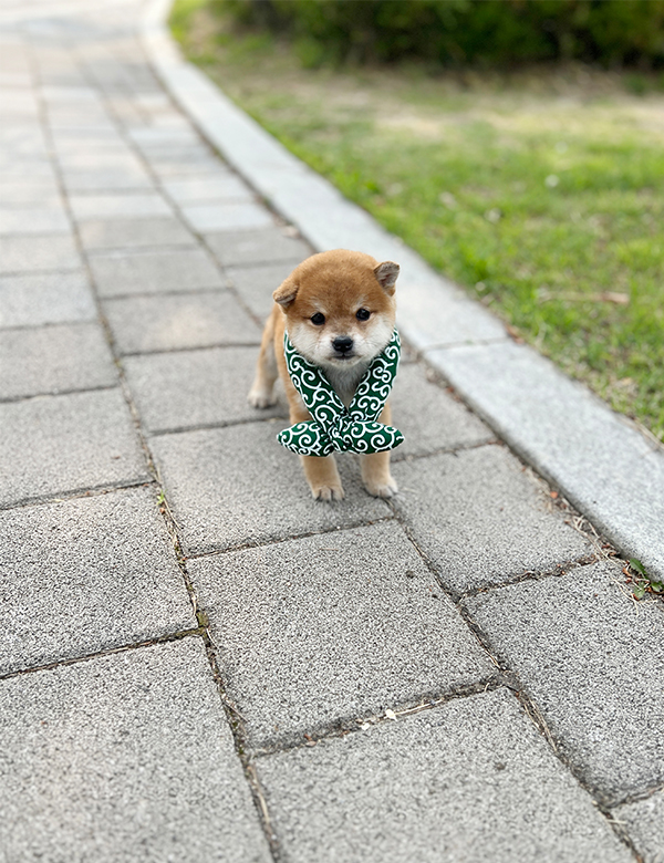 강아지 썸네일