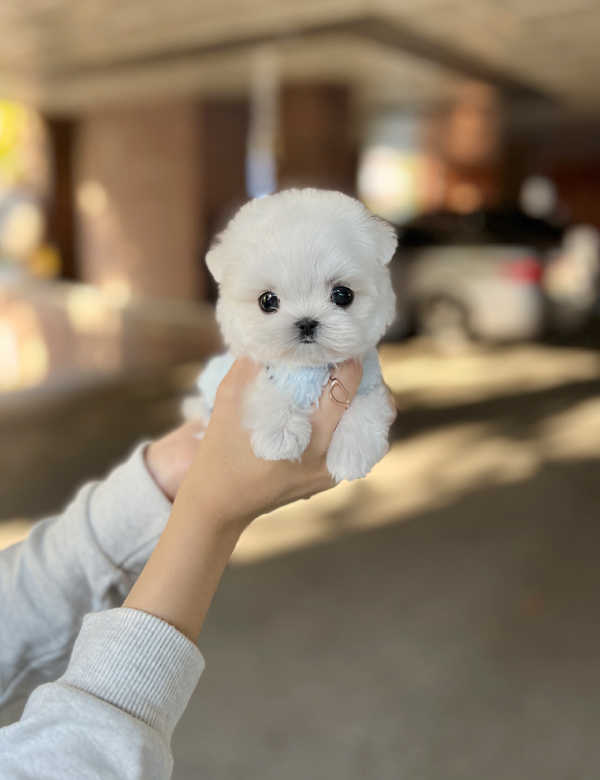 강아지 썸네일
